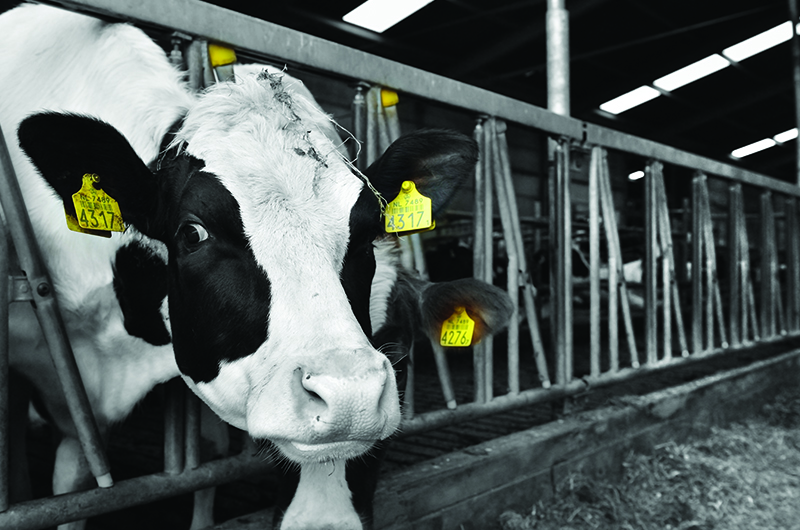 Axelent Wire Tray sågverk djurstall